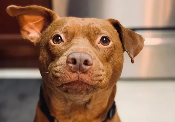 Tatum the Talking Dog Is a Rescue Turned TikTok Superstar