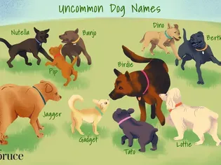 260+ Unique Dog Names for Your One-of-a-Kind Pet