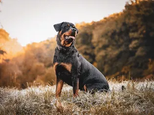 200 Rottweiler Names for Your Big Boy or Girl