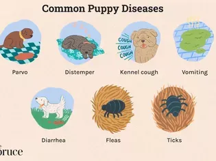 7 Common Puppy Diseases You Should Know