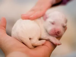 Puppy Development From Newborn to One Week Old