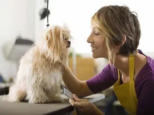 How to Groom a Puppy