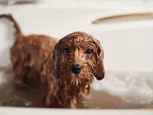 How Often Should You Wash Your Dog?