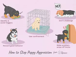 Conflict Aggression in Puppies