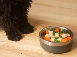 Reasons Why Your Puppy Won't Eat and How to Stop It