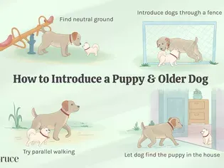 How to Train an Older Dog to Accept a New Puppy