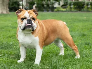 132 Best Female Bulldog Names for Your Pooch