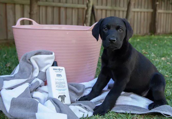 How to Bathe and Groom Your Puppy