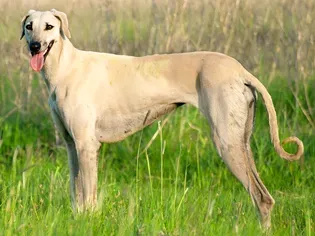 Sloughi: Dog Breed Characteristics & Care