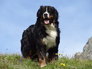 10 Mountain Dog Breeds That Can Endure Tough Terrain