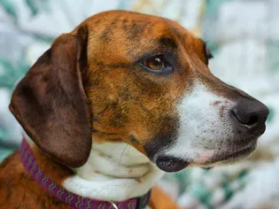 Plott Hound: Dog Breed Characteristics & Care