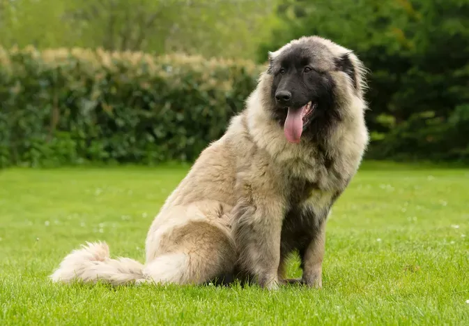 Estrela Mountain Dog: Breed Characteristics and Care