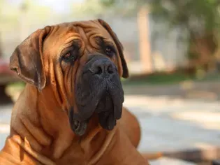 Mastiff: Dog Breed Characteristics & Care