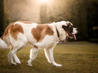 Saint Bernard: Dog Breed Characteristics & Care