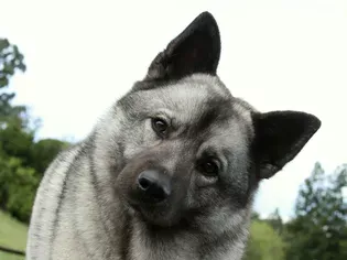 Norwegian Elkhound: Dog Breed Characteristics & Care