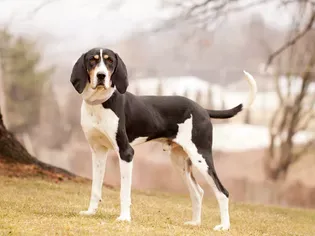 Treeing Walker Coonhound: Dog Breed Characteristics & Care