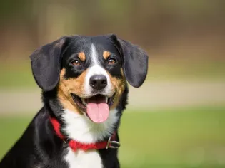 Entlebucher Mountain Dog: Facts for Future Owners