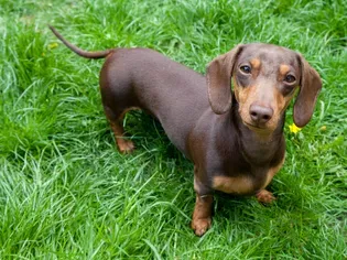 Mini Dachshund: Dog Breed Characteristics & Care