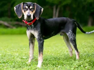 Bluetick Coonhound: Dog Breed Characteristics & Care