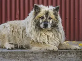 Icelandic Sheepdog: Dog Breed Characteristics & Care