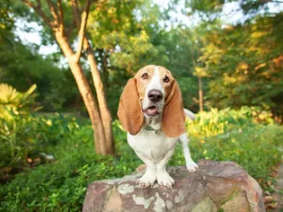 Basset Hound: Dog Breed Characteristics & Care