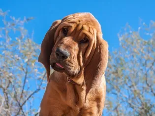 Bloodhound: Dog Breed Characteristics & Care