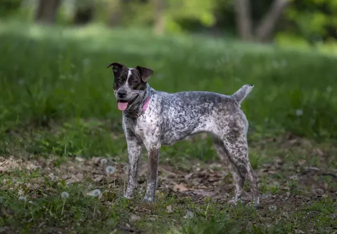 10 Mixed-Breed Dogs for Those Who Can't Decide on Just One Breed