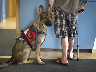 Everything You Need to Know About Service and Assistance Dogs