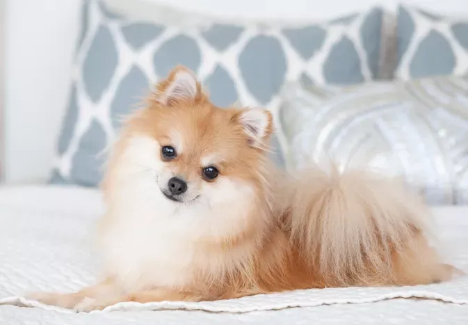 10 Teacup Dog Breeds for Tiny Canine Lovers