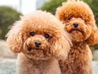 21 Small Hypoallergenic Dogs That Don’t Shed (Much)