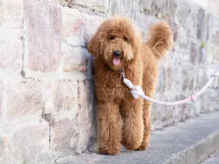 11 Facts About the Goldendoodle