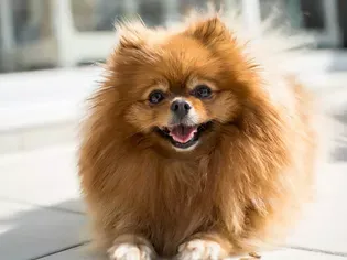 10 Best Small Dog Breeds for Limited Space