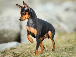 Miniature Pinscher (Min Pin): Dog Breed Characteristics & Care