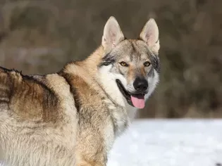 Czechoslovakian Vlcak (Czechoslovakian Wolfdog): Breed Characteristics & Care