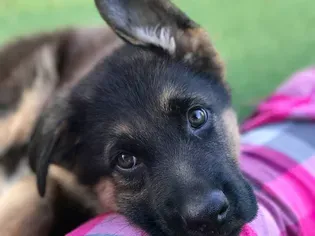 16 Cute German Shepherd Dogs & Puppies