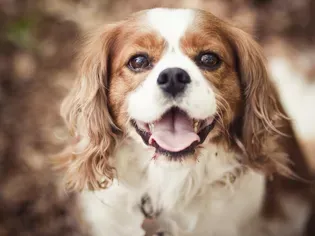 Cavalier King Charles Spaniel: Dog Breed Characteristics & Care