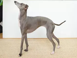 Italian Greyhound: Dog Breed Characteristics & Care