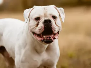 American Bulldog: Dog Breed Characteristics & Care