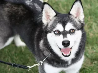 Alaskan Klee Kai: Dog Breed Characteristics & Care