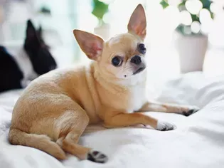 Chihuahua: Dog Breed Characteristics & Care