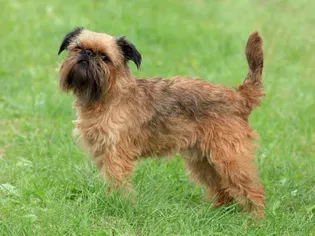 Brussels Griffon (Griff): Dog Breed Characteristics & Care