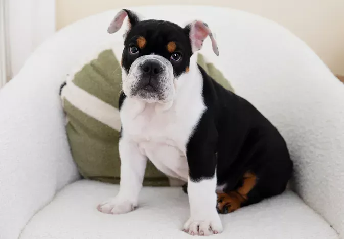 5 Types of Bulldogs for Families