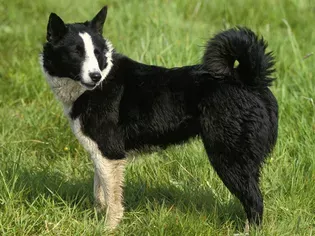 Karelian Bear Dog: Breed Characteristics & Care