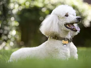 Poodle: Dog Breed Characteristics & Care