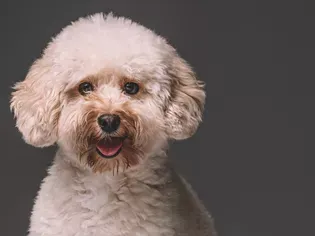 Toy Poodle: Dog Breed Characteristics & Care