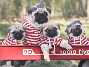 9 Pugs to Follow if You Love Doug the Pug