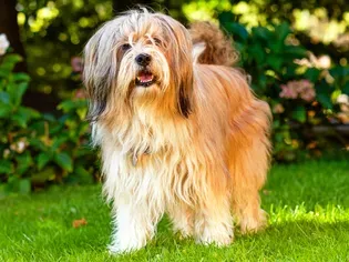 Tibetan Terrier: Dog Breed Characteristics & Care