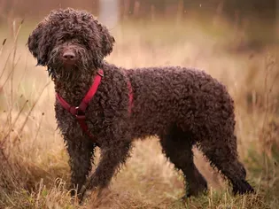 Lagotto Romagnolo: Dog Breed Characteristics & Care