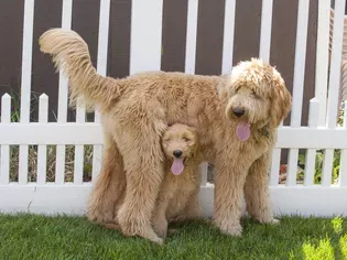 How Much Are Goldendoodles?