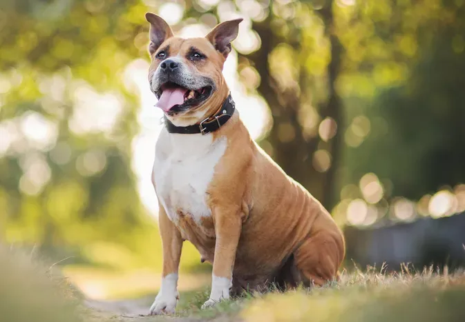 American Staffordshire Terrier: Dog Breed Characteristics & Care